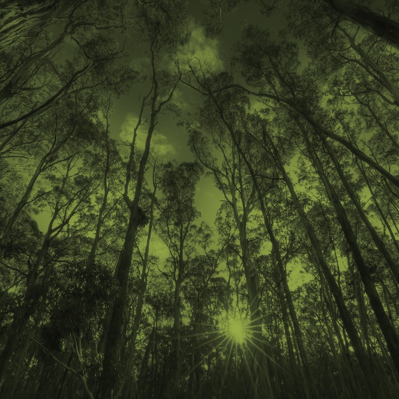 Forestal